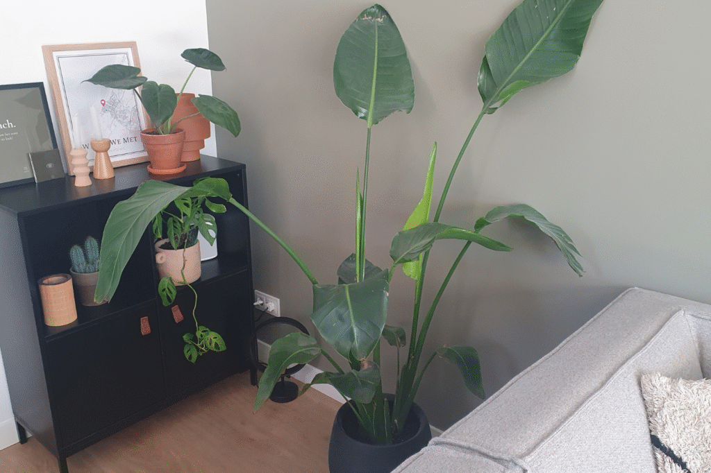 Sfeerimpressie Annemieke Ruwaard